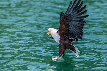 African Fish Eagle