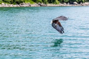 African Fish Eagle