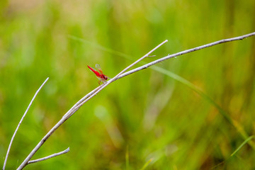 Red-veined Dropwing