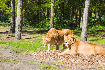 Naklejka na ściany i meble Big lions are in the zoo amoung trees