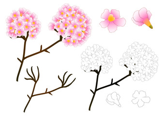 Pink Trumpet Flower Outline - 182364725