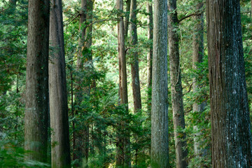 大きな杉の木の森