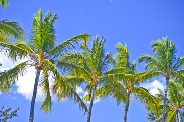 Fototapeta premium Sous les cocotiers - Ile de La Réunion