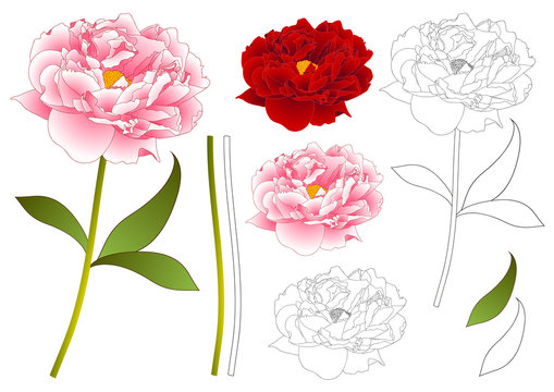 Pink and Red Peony Flower Outline