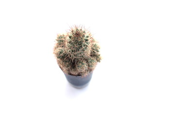 cactus houseplant isolated on white background