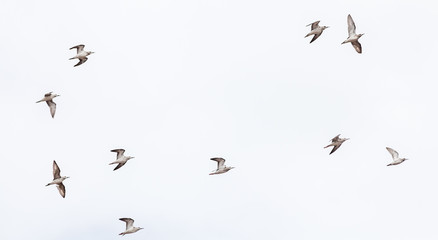 Grey Headed Gulls