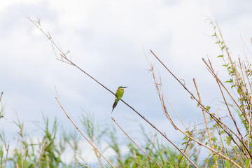 Bohm's Bee-eater