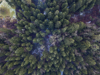 Forest from above in the cold morning.