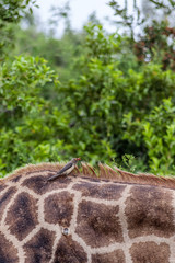 Red-billed Oxpecker