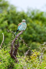 European-Roller
