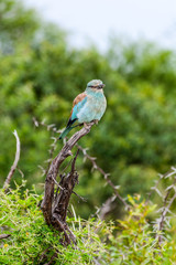 European-Roller