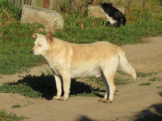 The sleeping dog. Sunny day. Bryansk oblast. (The Vast Russia! Sergey, Bryansk.)