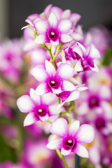 Beautiful Orchid Flowers in the garden