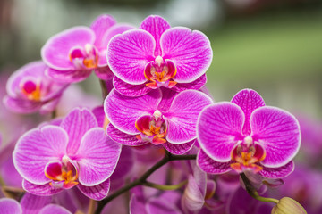 Fototapeta na wymiar Orchid Flowers in the garden