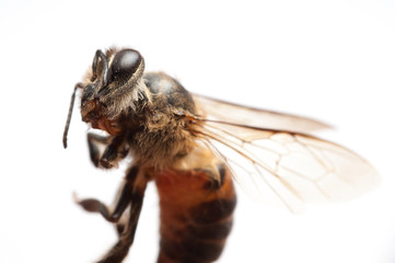Macro bee dead white background