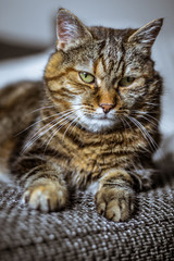 Hauskatze ruht auf Couch, Variante 2