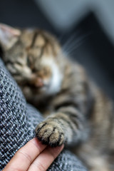 Hauskatze berührt mit Pfoten Menschenhand, Variante 3