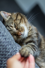 Hauskatze berührt mit Pfoten Menschenhand