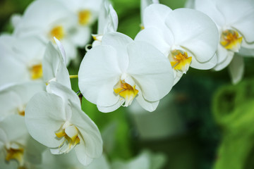Naklejka na ściany i meble Orchid Flowers in the garden