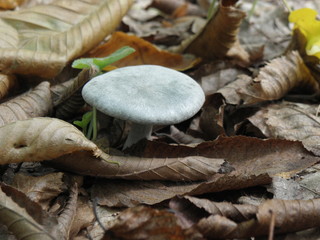 There is the mushroom in the forest October 1, 2016