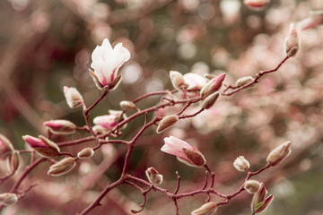 Gros plan de fleurs de magnolia. Jardin botanique de Batoumi