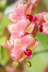 Orchid Flowers in the garden