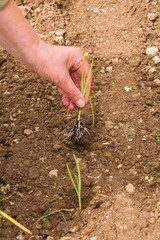 Planting Leek Seedlings