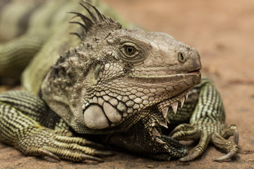 Iguana_3
