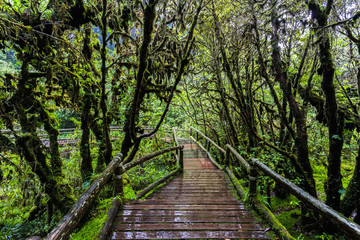 Beautiful rain forest at Angka nature trail in Doi Inthanon national park, Thailand