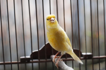 Beautiful yellow canary sitting on the cage