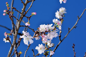 秋に咲く桜、ジュウガツザクラ/秋に咲く十月桜。見られるところが限られるため貴重。冬桜が一重に対し此方は八重咲き。