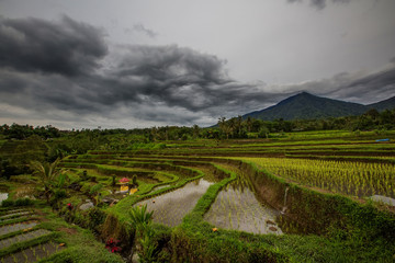 Naklejka premium View to the Jatiluwih rice terraces at sunrise on Bali island, Indonesia