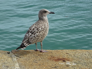 Oiseau bretagne