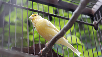 Beautiful yellow canary sitting on the cage
