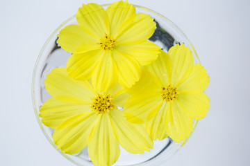 A beautiful flowers is a top view.