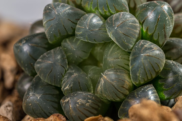 Fototapeta na wymiar Cactus species 