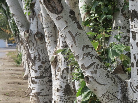 Do not destroy trees! (The Vast Russia! Sergey, Bryansk.)
