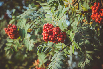 Branches of rowan tree with red ripe berries. Selective focus. Shallow depth of field.