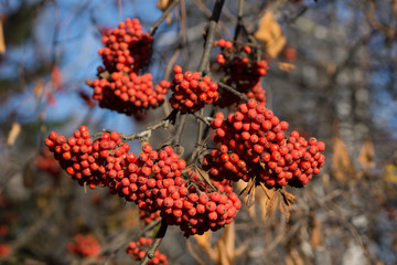 Branches of rowan tree with red ripe berries. Selective focus. Shallow depth of field.