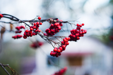 Branches of rowan tree with red ripe berries. Selective focus. Shallow depth of field.