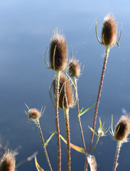 Kardendistel, Dipsacus, Karde, Weber-Karde