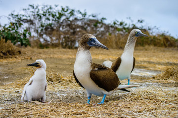 Blue Footed Booby (Sula nebouxii)