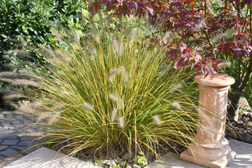 Lampenputzergras, Pennisetum, alopecuroides