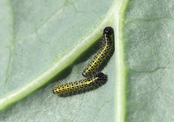 Raupen, Grosser Kohlweissling, Pieris, brassicae