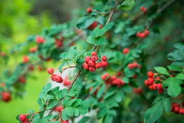 Branches of rowan tree with red ripe berries. Selective focus. Shallow depth of field.