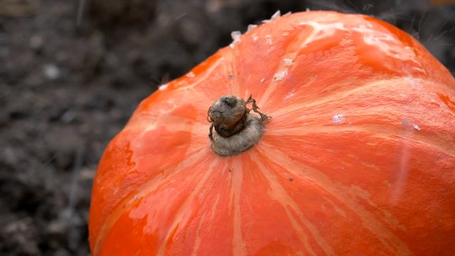 Red pumpkin in heavy rain