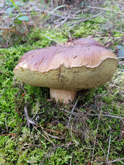 Steinpilz, Boletus, edulis, Herrenpilz