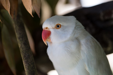 Close up, White Ring-necked Parrot.