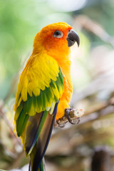 Closeup of yellow parrot bird, sun conure, Thailand.