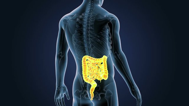 Intestine with Skeleton Closeup